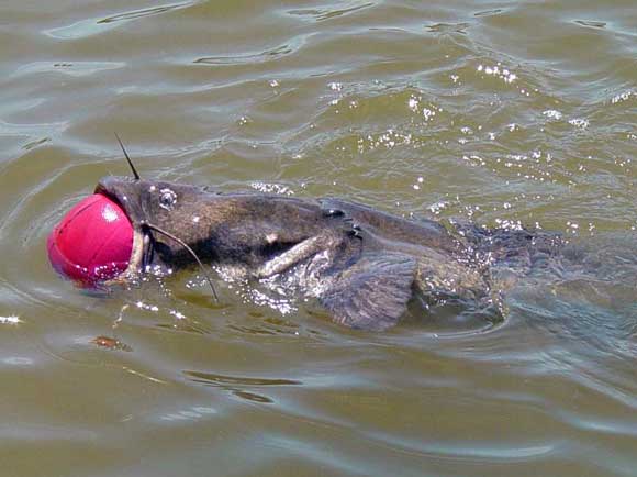 Catfish with basketball in his mouth tries to swim