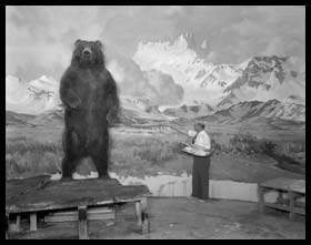 elmore Browne painting a background for the Alaska Brown bear diorama in the Hall of North American Mammals.