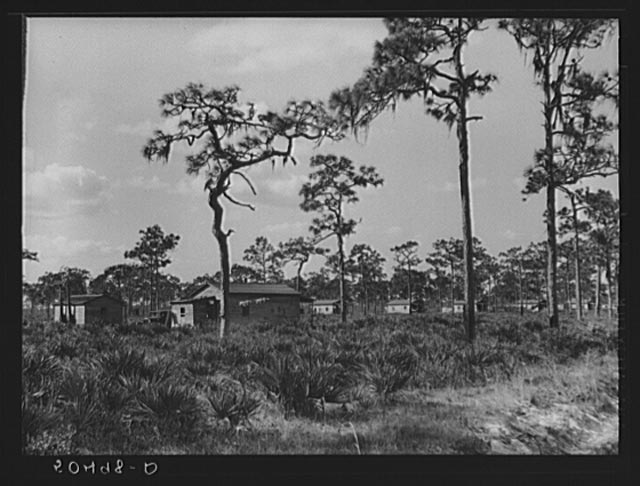 Turpentine camp. North Florida 1939