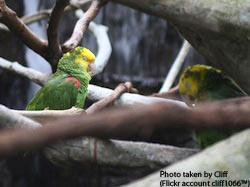 Yellow-headed Parrot, Pasadena, California