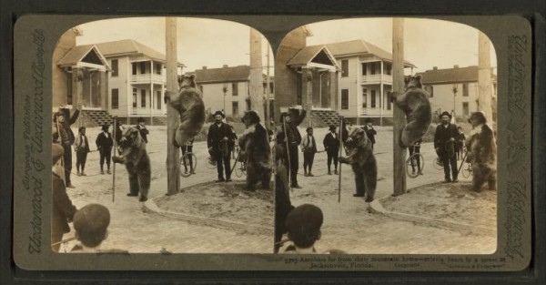 New York Public Library stereogram photo: Acrobats far from their mountain home -- grizzly bears in a street at Jacksonville, Florida