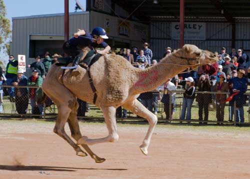 Glenda racing camel