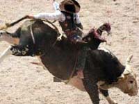 Bull rider at Cheyenne Frontier Days rodeo