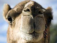 Australian racing camel