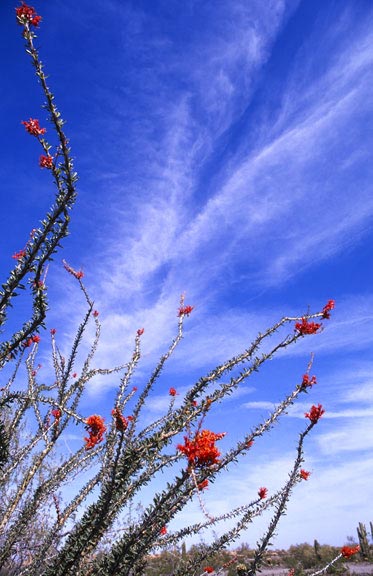 desert ocotillo