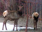 Two elk eating grass thru the snow