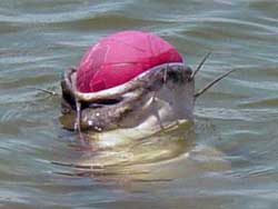 Catfish with basketball in his mouth