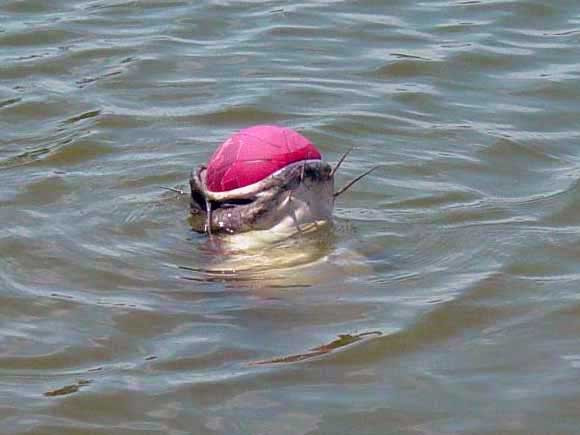 Catfish with basketball in his mouth