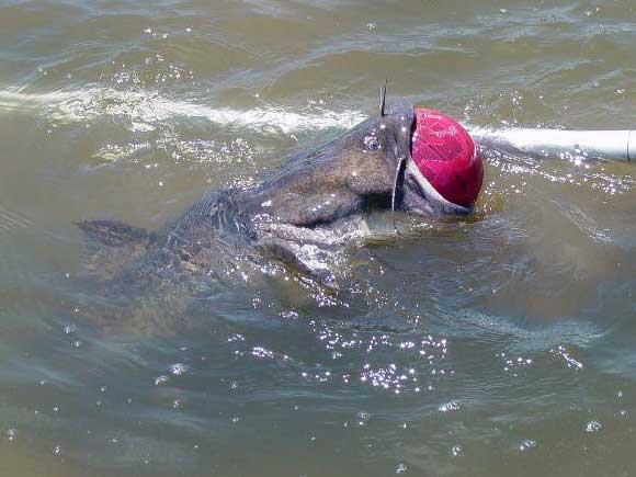 Catfish trying to dive with basketball in his mouth bobs back up