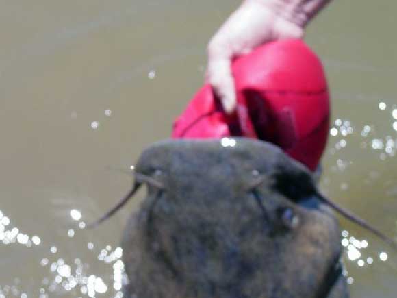 Bill Driver cuts basketball in catfish's mouth