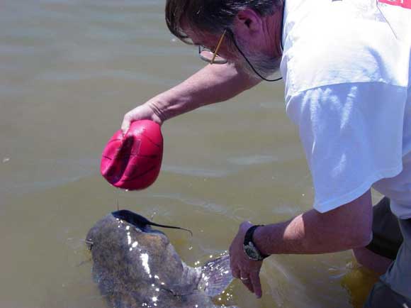 Bill Driver removes basketball in catfish's mouth