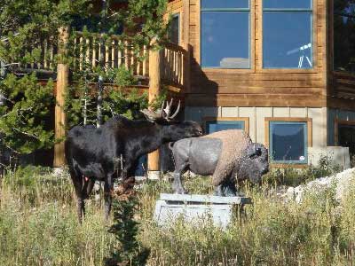 Moose sniffs bison statue