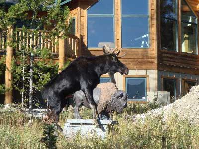 Moose mounts bison statue