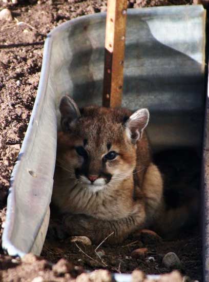 Cougar kittin