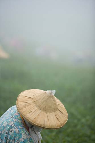 Alishan, Taiwan: woman in countryside, photo by Jake Warga