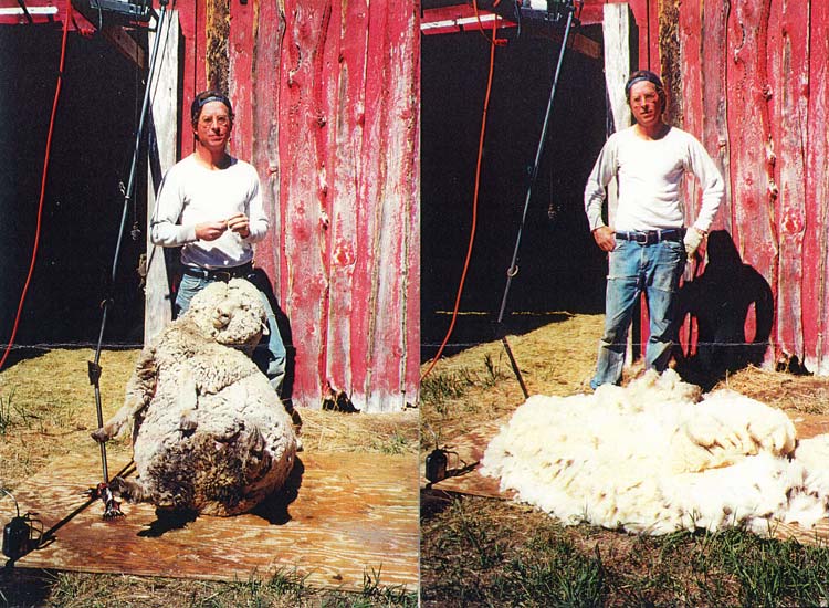 Last Sheep: Jerry Iverson retired as a sheep shearer in 2001 to paint; this is the last sheep he sheared.