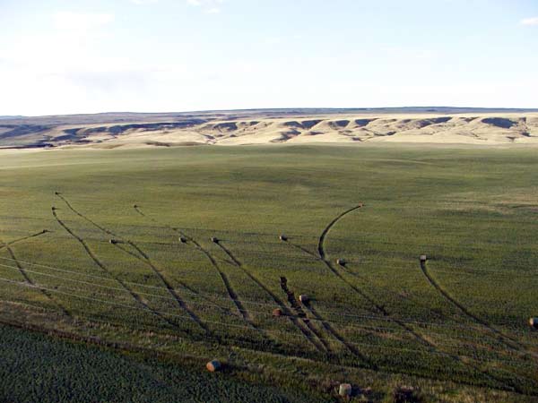 Hay bales in field, blown by wind, leaving tracks thru the crops