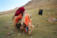 Mt Kailash: Yaks