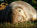 Elephant seal