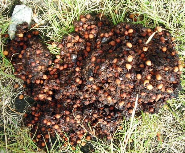 Bear scat with chokecherry seeds