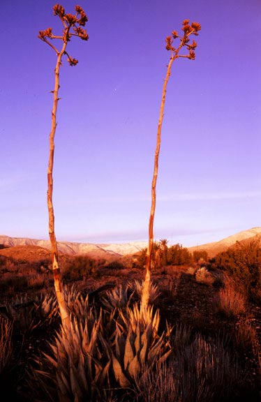 Century plant, Mojave Desert in California
