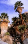 Native California Fan Palm oasis, native to California found in Borrego Palm Canyon in Anza Borrego State Park