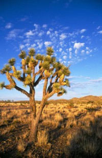 Joshua tree, Mojave Desert in Nevada