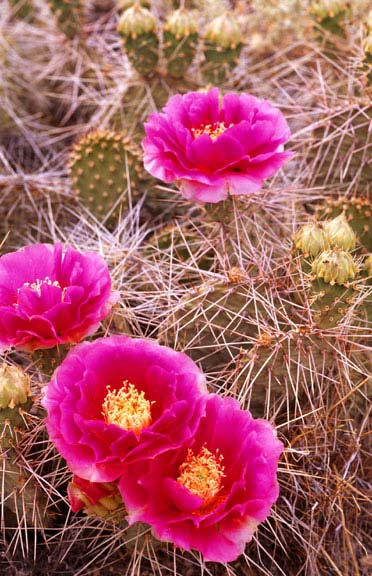 Prickly Pear cactus, Great Basin Desert in Nevada