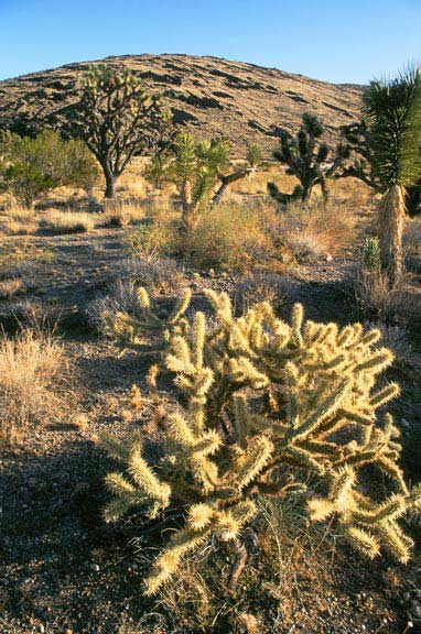 Teddy Bear Cholla cactus, Sonoran Desert in Nevada