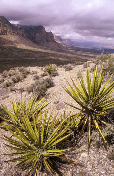 Yuccas just west of Las Vegas, Mt. Charleston (11,918 feet), the highest in the Spring Mountains