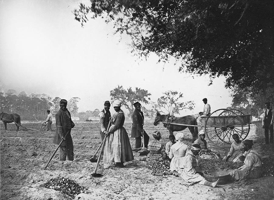 Planting sweet potatoes. ca. 1862/63