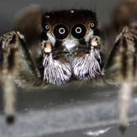 Jumping spider, Habronattus dossenus