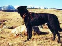 The dog Nippy looking towards the Rocky Mountains