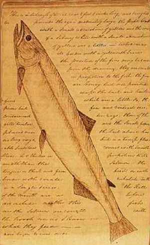 A page from the Journals with a description and drawing of a white salmon trout by Clark