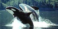 Killer whales breaching in unison (a rare sight). Photo by John Ford.