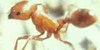 Ants close-up photo