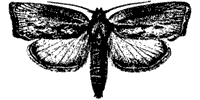 Wax moth illustration