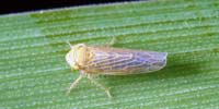 Leafhopper insect
