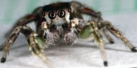 Jumping spider, Habronattus dossenus