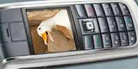 Duck quacking in cellphone screen