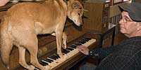 Dingo on piano with Larry at ivories