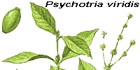 Drawing of the Ayahuasca plant