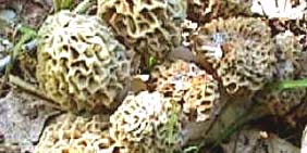 Morels in woods