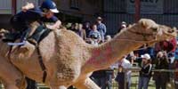 Glenda Sutton jockeying in camel race