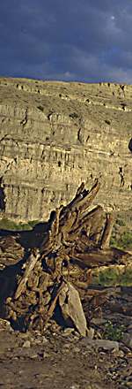 Driftwood on Green River, small